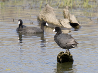 Coots and Grebes Gallery